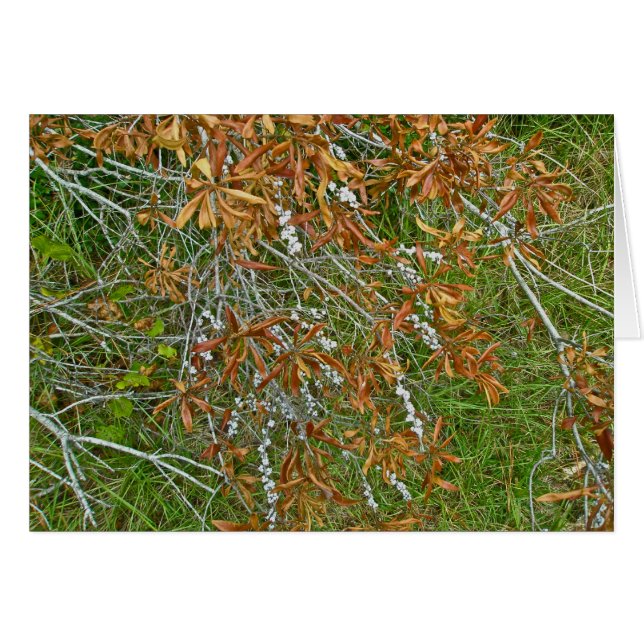 Autumn Bayberry Shrub (Front Horizontal)