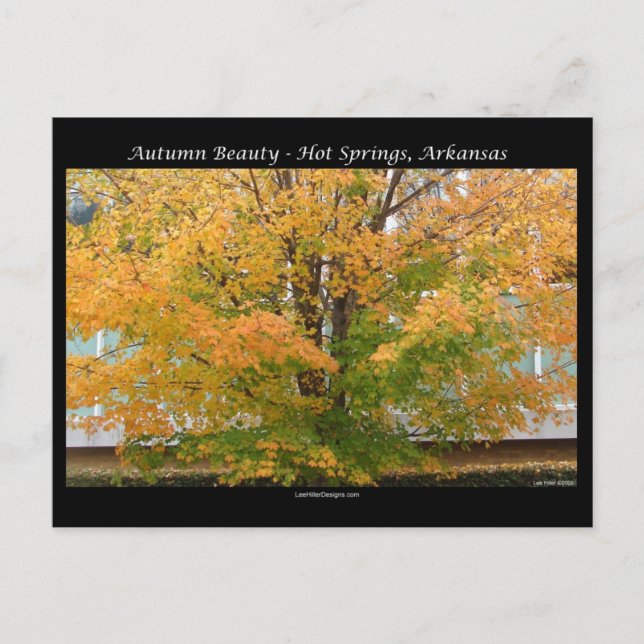 Autumn Beauty Hot Springs, Arkansas Apparel Gifts Postcard (Front)