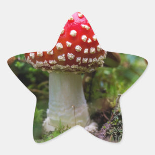 Autumn Beauty Star Sticker