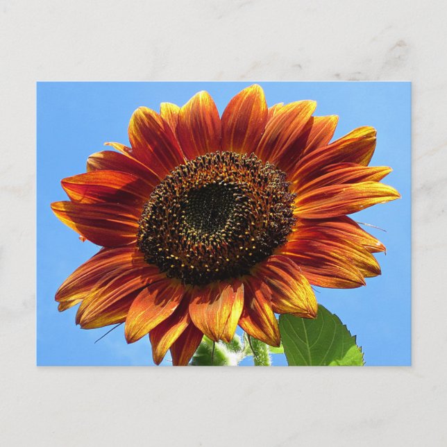 Autumn Beauty Sunflower Postcard (Front)