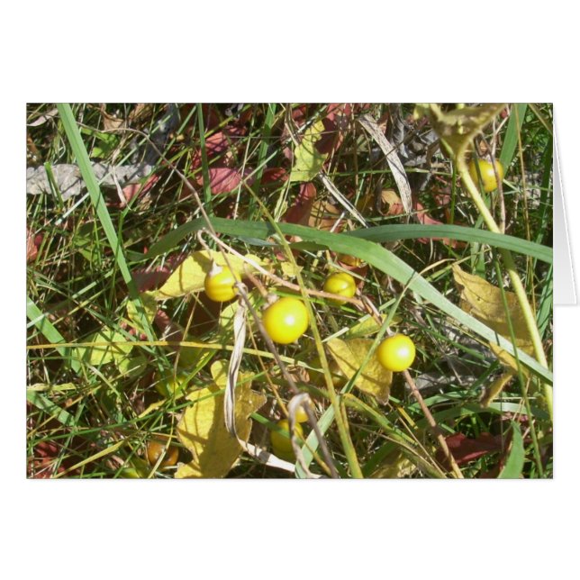 Autumn Berries (Front Horizontal)