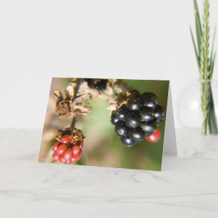Autumn Berries Greeting Cards