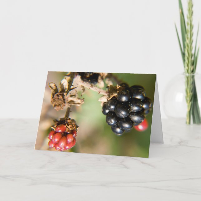 Autumn Berries Greeting Cards (Front)