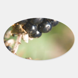 Autumn Berries Oval Sticker