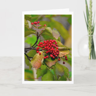 Autumn Berries XMAS Card 2012