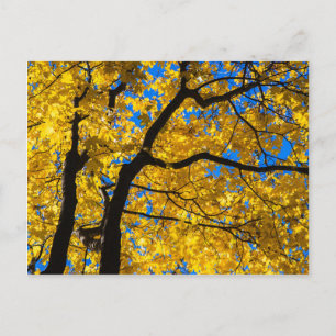 Autumn Blues Postcard