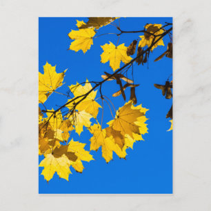 Autumn Blues Postcard