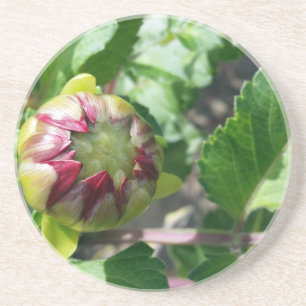 autumn bud coaster