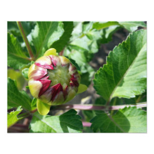 autumn bud photo print