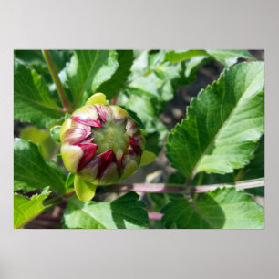 autumn bud poster