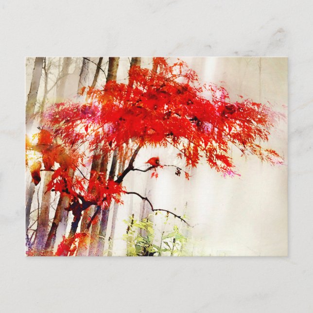 Autumn Cardinal, Japanese Red Maple tree, Postcard (Front)