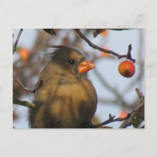 Autumn Cardinal Postcard