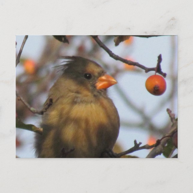Autumn Cardinal Postcard (Front)