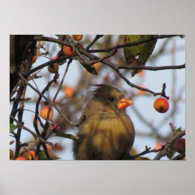 Autumn Cardinal Poster (Front)