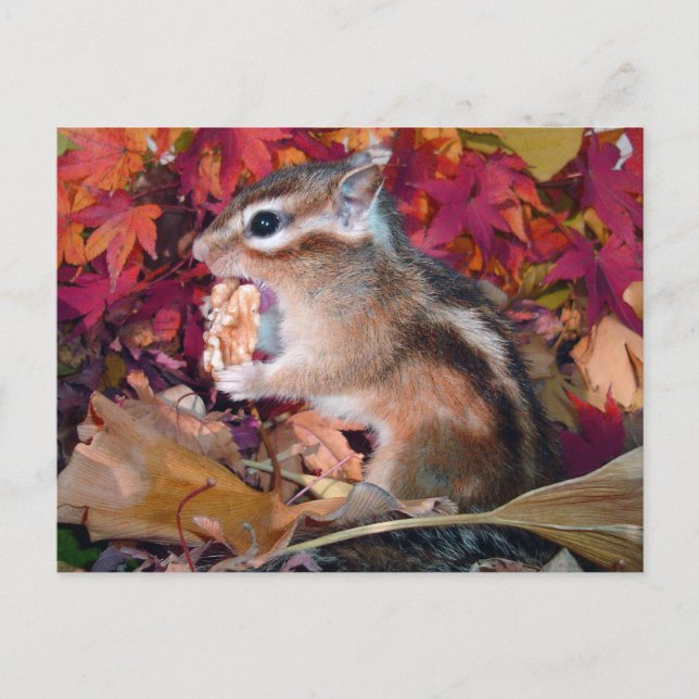 Autumn , chipmunk　(photo) postcard (Front)