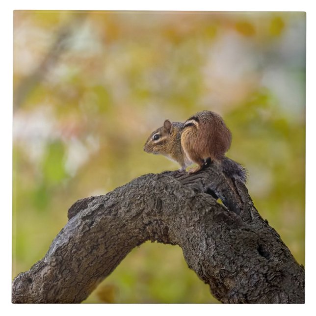 Autumn Chipmunk Tile (Front)