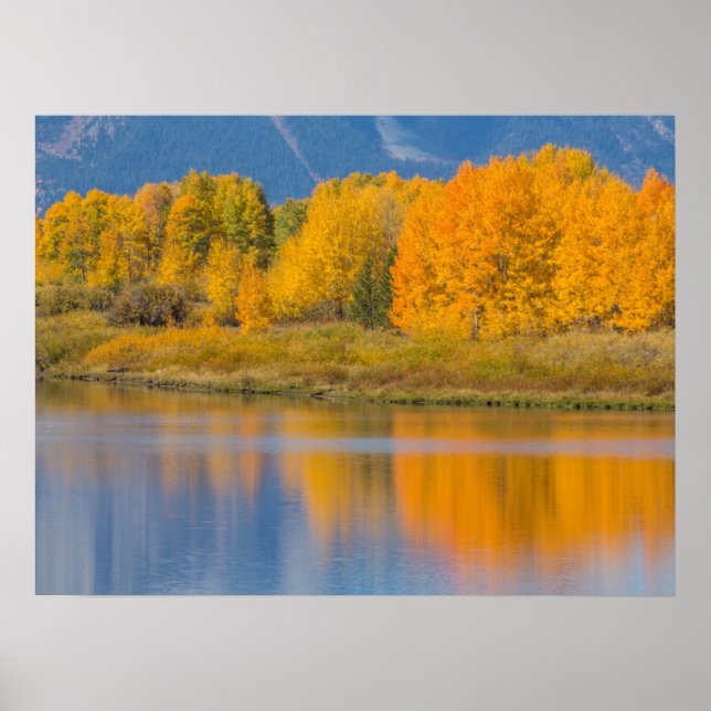 Autumn Colored Aspen Trees Poster (Front)