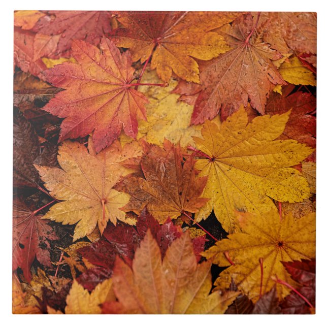 AUTUMN COLORS OF GOLD TILE (Front)