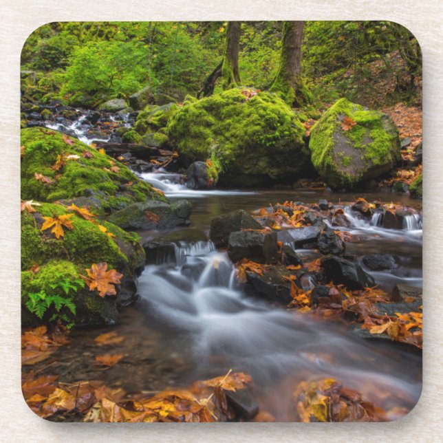 Autumn colour along Starvation Creek Falls Coaster (Front)