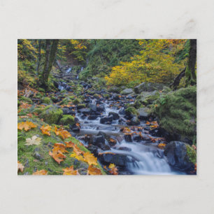 Autumn Colour Along Starvation Creek Falls Postcard