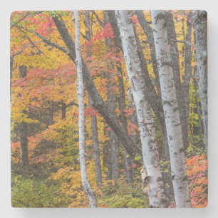 Autumn Colour In The Forest Near Copper Harbour Stone Coaster