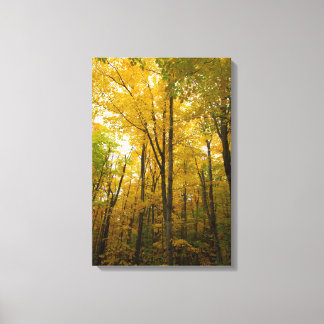 Autumn colour, Michigan Canvas Print