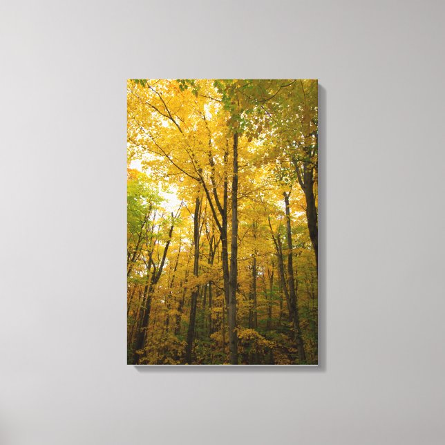 Autumn colour, Michigan Canvas Print (Front)