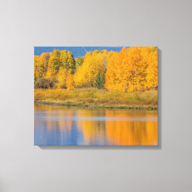 Autumn Coloured Aspen Trees Canvas Print (Front)