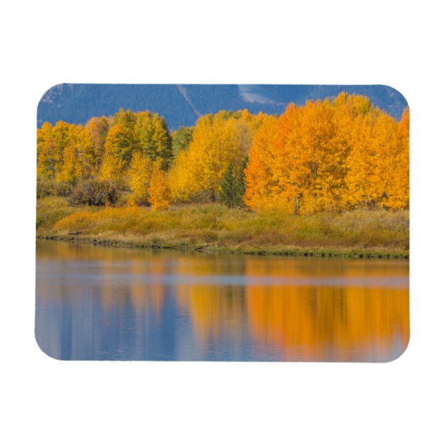 Autumn Coloured Aspen Trees Magnet (Horizontal)