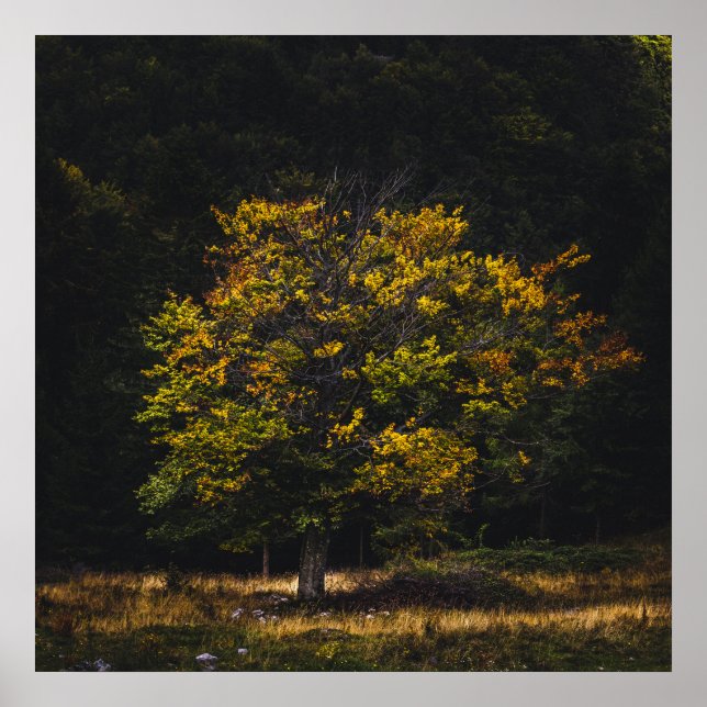 Autumn coloured tree poster (Front)