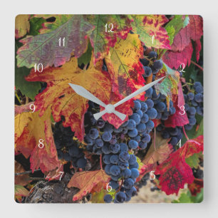 Autumn Coloured Wine Grapes and Vineyard Square Wall Clock