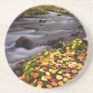 Autumn Colours along McGee Creek Coaster