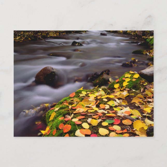 Autumn Colours along McGee Creek Postcard (Front)