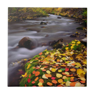 Autumn Colours along McGee Creek Tile