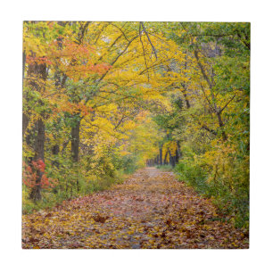 Autumn Colours At Independence State Park Tile