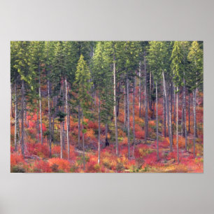 Autumn colours of forests in The Cascade 5 Poster