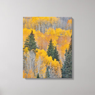 Autumn Colours on Aspen Groves Canvas Print