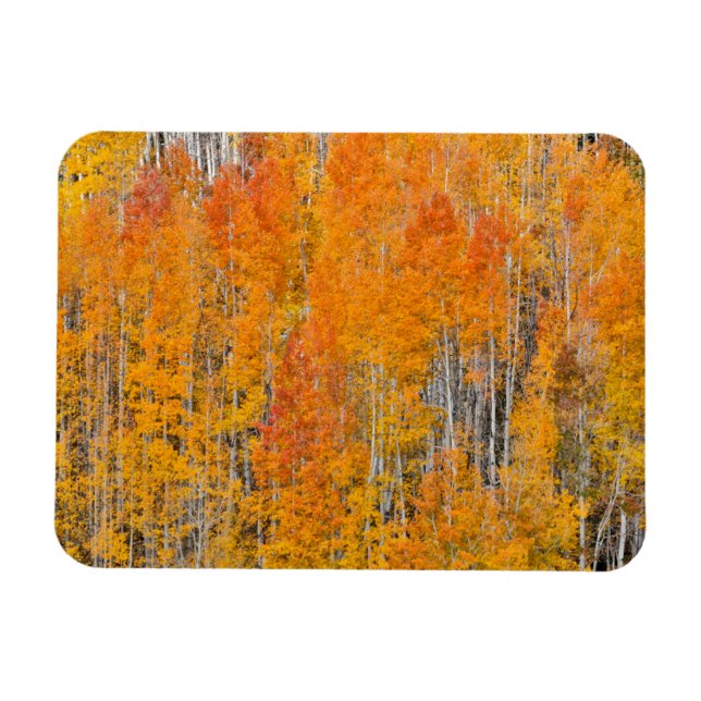 Autumn Colours on Aspen Groves Magnet (Horizontal)