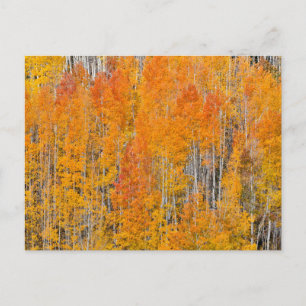 Autumn Colours on Aspen Groves Postcard
