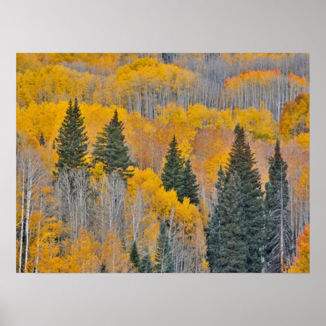 Autumn Colours on Aspen Groves Poster (Front)