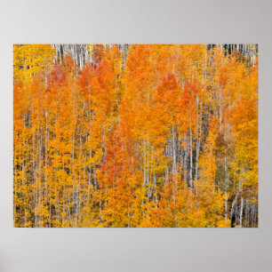 Autumn Colours on Aspen Groves Poster