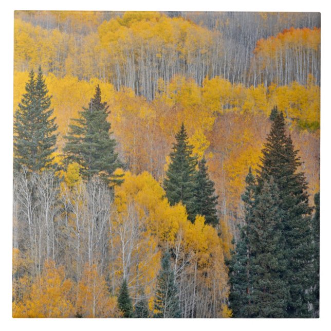 Autumn Colours on Aspen Groves Tile (Front)