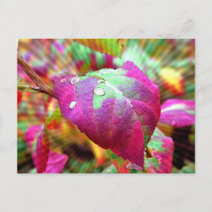 Autumn Colours Postcard