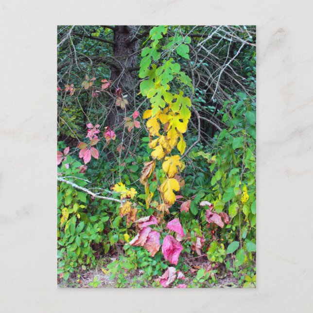 Autumn Colours Postcard (Front)