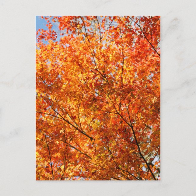 Autumn colours postcard (Front)