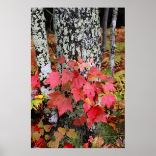 Autumn Colours Poster