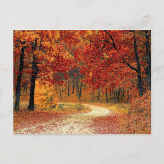 Autumn Colours Scene Postcard