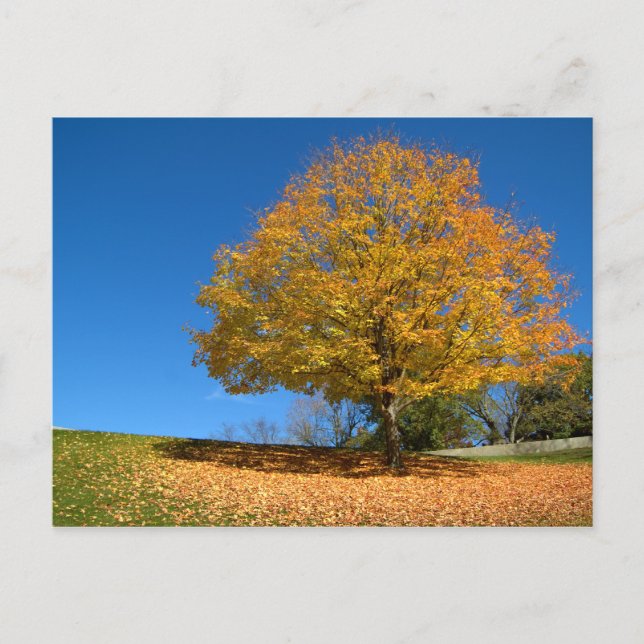 Autumn Colours, West Virginia Postcard (Front)