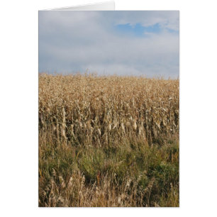 Autumn Corn Harvest