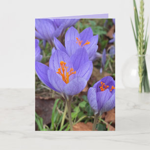 Autumn Crocus Blank Greeting Card